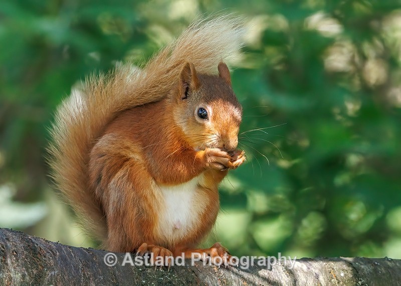 Red Squirrel - Latest Images