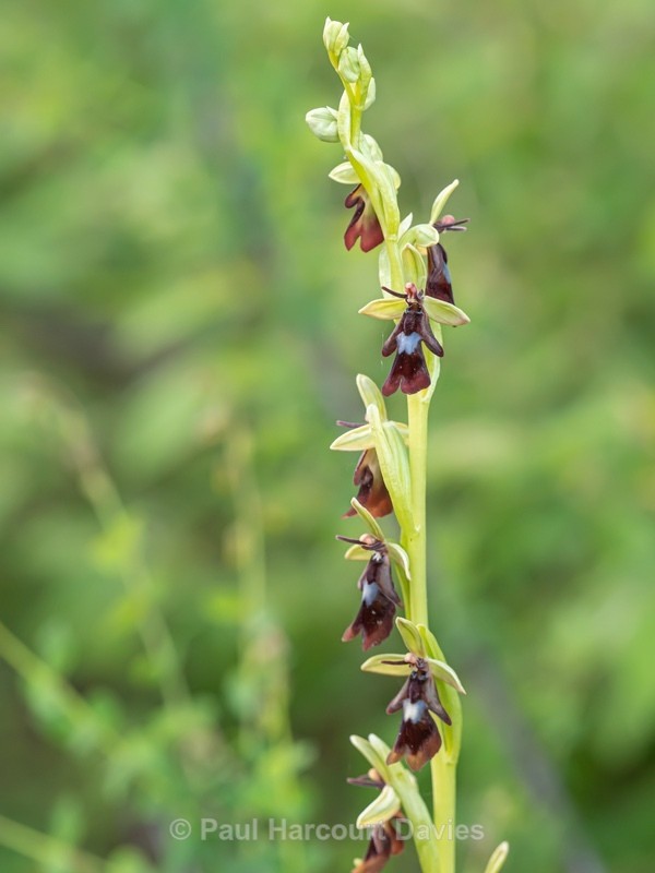 Fly Orchid (Ophrys insectifera) - Wild Orchids - 1
