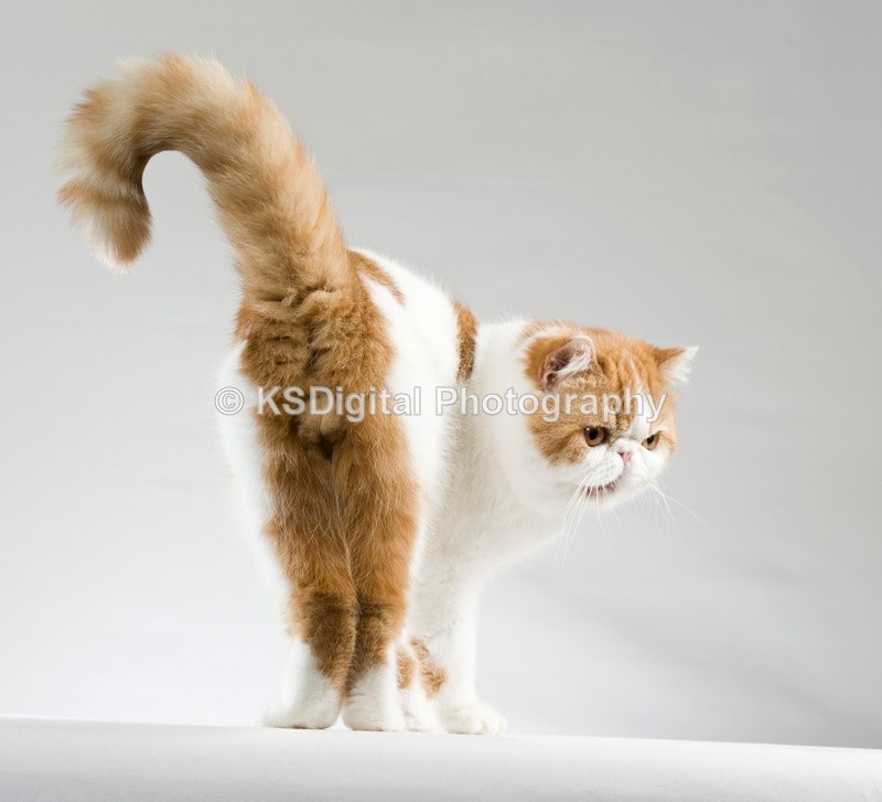 No Comment Edgard Poe (7012a5) - Tufton British Shorthairs
