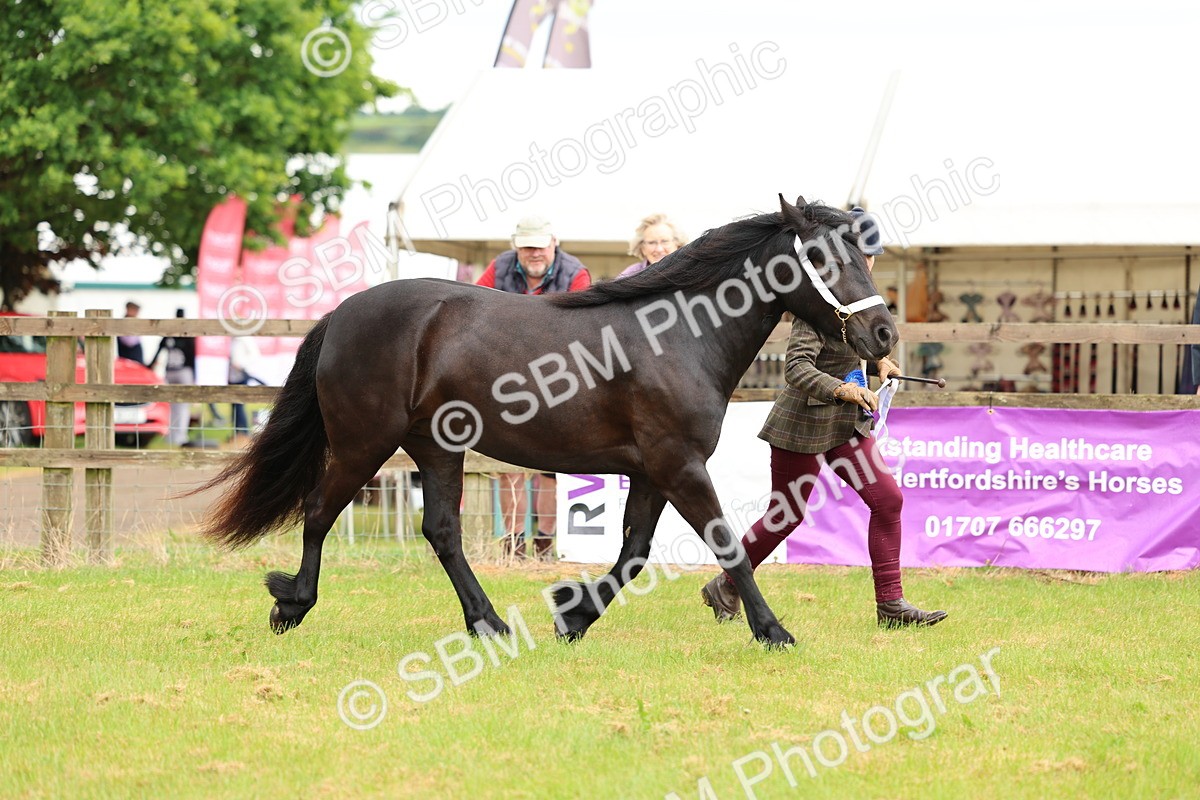 SBM_00456 - Class 58-67 - M&M Non Welsh Pony In hand