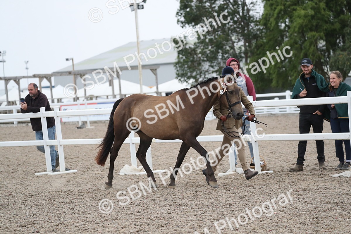 SBM_18378 - Class 318 IH Part bred Horse/Pony