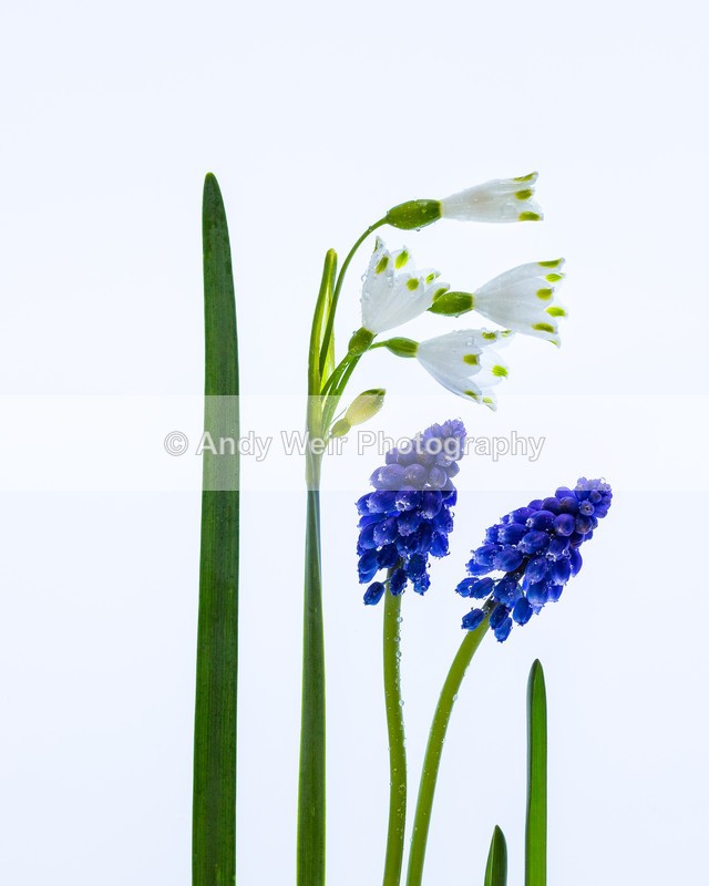 20160418-3K8A3348 - Plants & Flowers