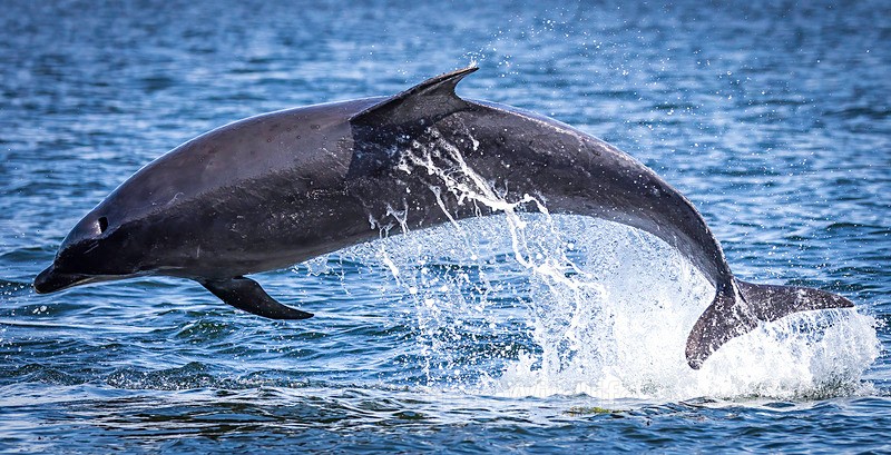 Chanory point, Bottle nose dolphins - Dolphins, Whales & Orcas. Scotland, Iceland, Azores & Madeira