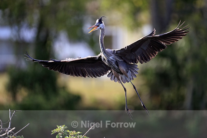 Great Blue Heron landing, Venice Rookery, Florida - Great Blue Heron