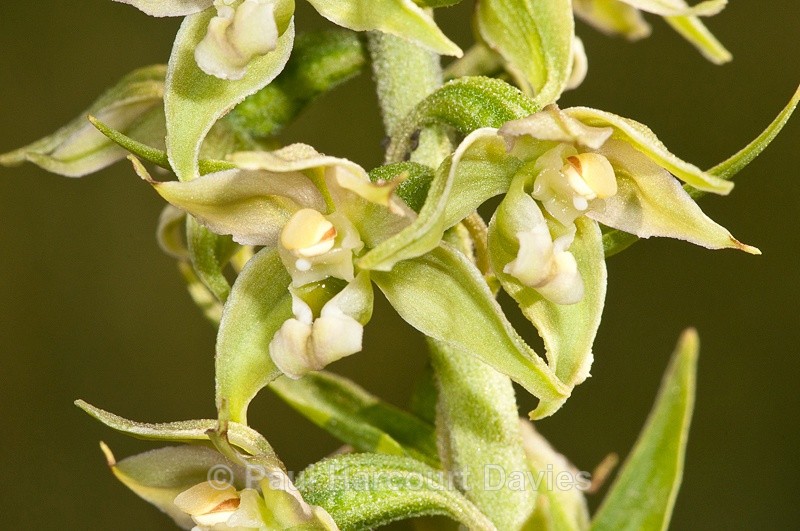  - Orchids - Various