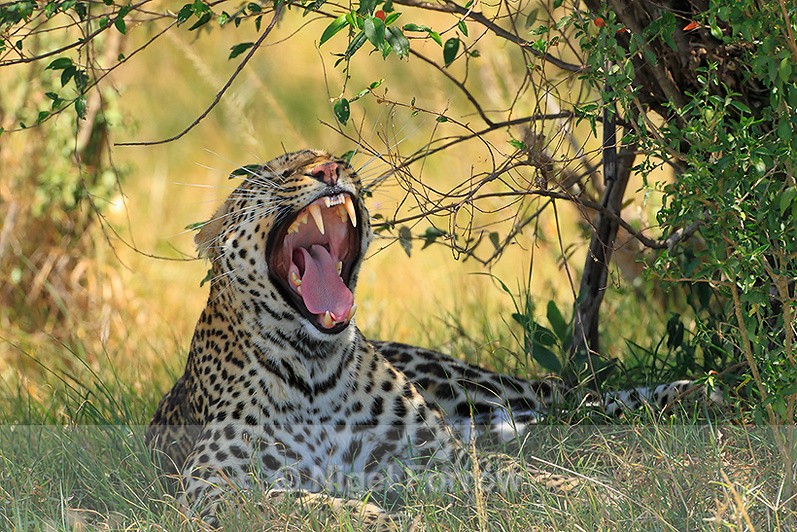 Leopard yawning - Leopard