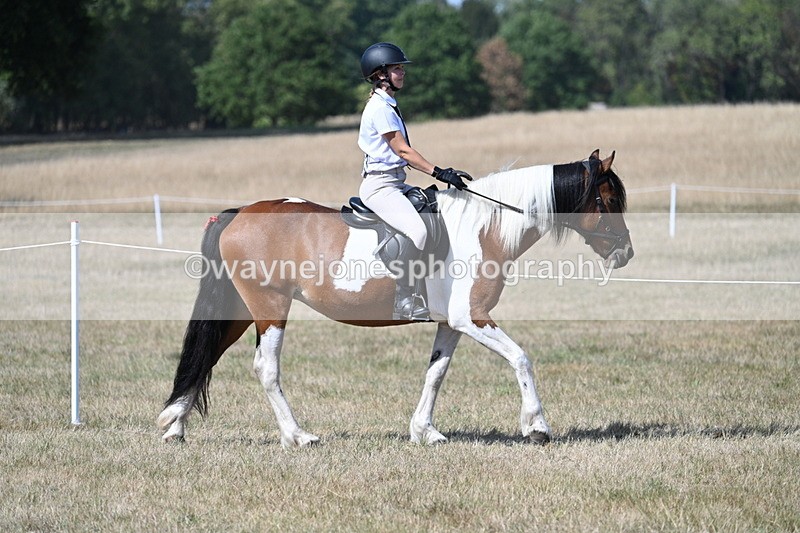 WJ7_1207 - Class 41 Prettiest Mare