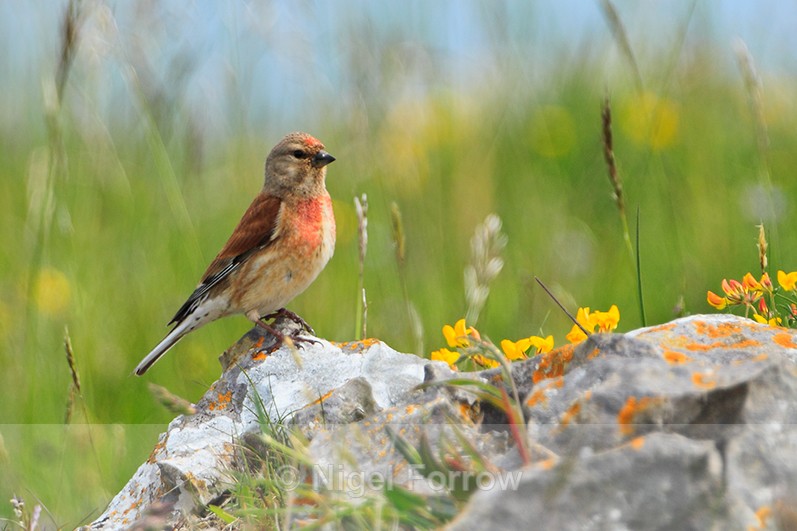 Linnet (male) perched on a rock - Common Linnet