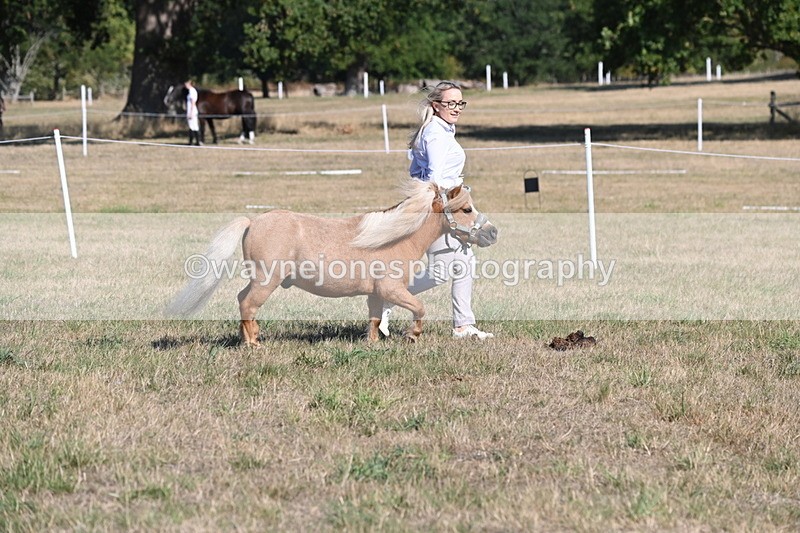 WJ6_7250 - Class 33 Rescue Pony