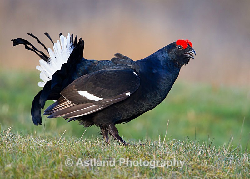 Astland Photography, Bird and Wildlife Images, Susan and Peter Wilson, U.K.