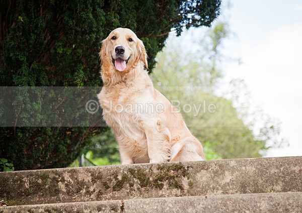 IMG_2540sm - Dog Portrait Photography