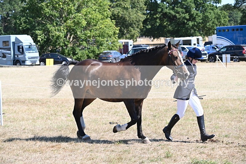 WJ6_8633 - Class 37b Best Loan Pony In-hand