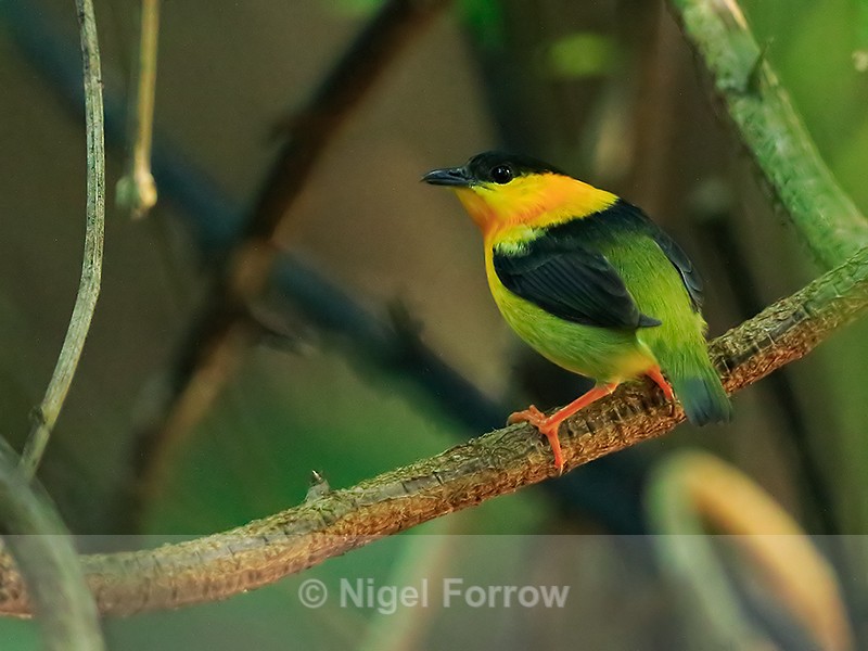 Orange-collared Manakin (male), Corcovado, Costa Rica - Orange-collared Manakin