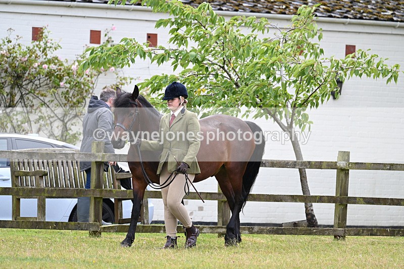 WJ7_6535 - Class 5 Handsome Gelding in hand