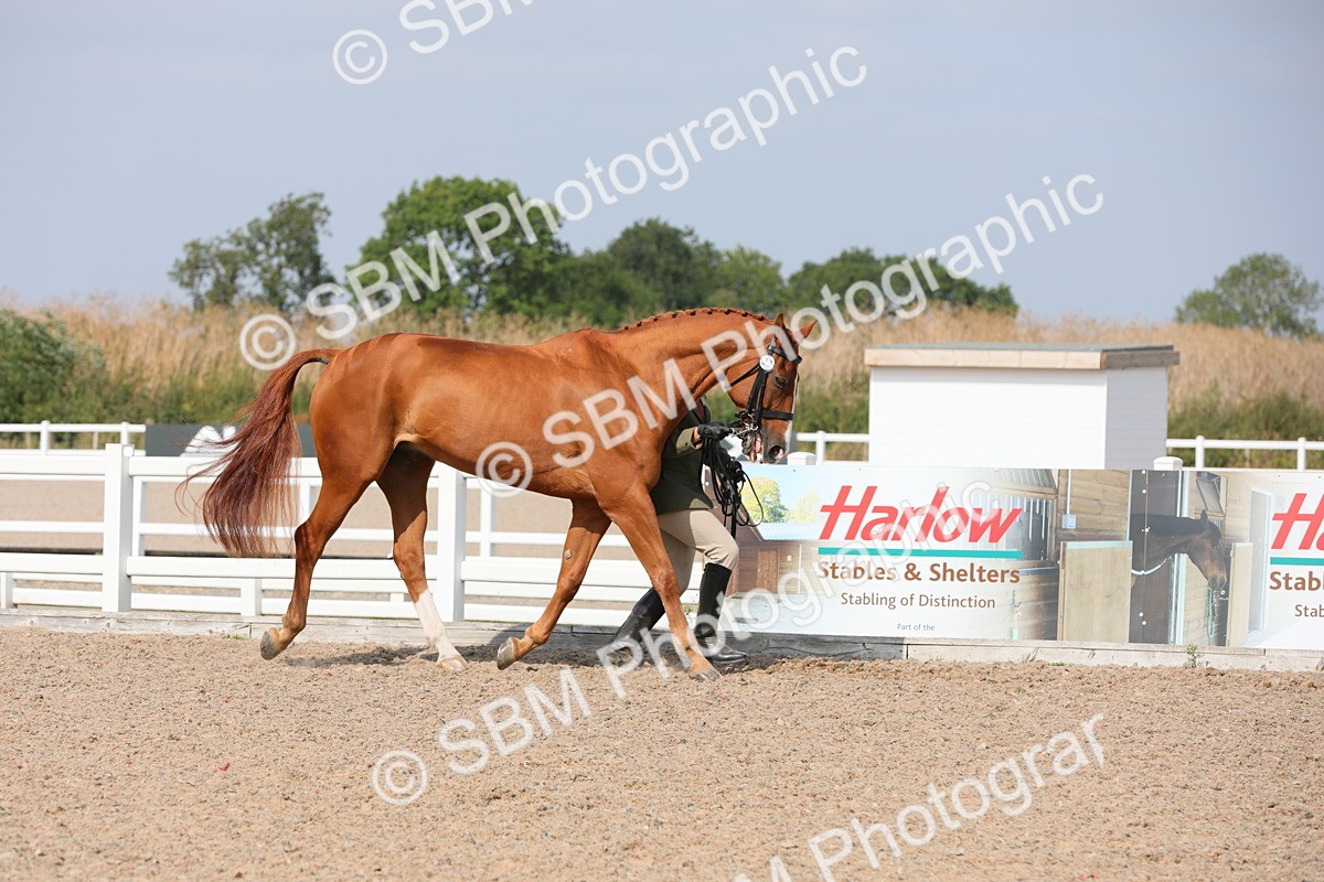 SBM_15706 - Class 312 IH Competition Horse/Pony