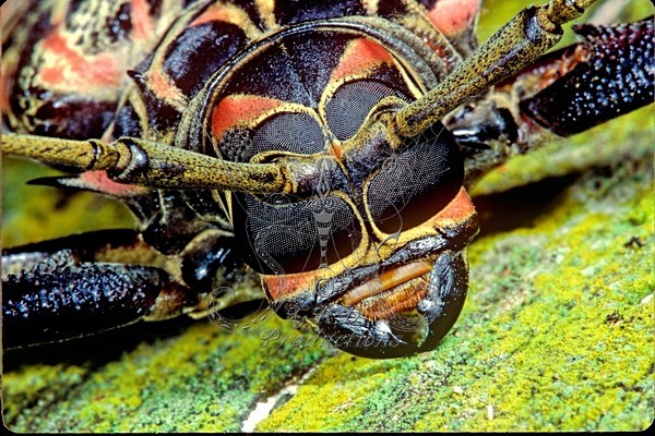Harlequin Beetle - Amazon, S.A. - ANIMALS