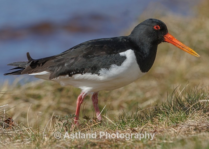 Oystercatcher - Latest Images