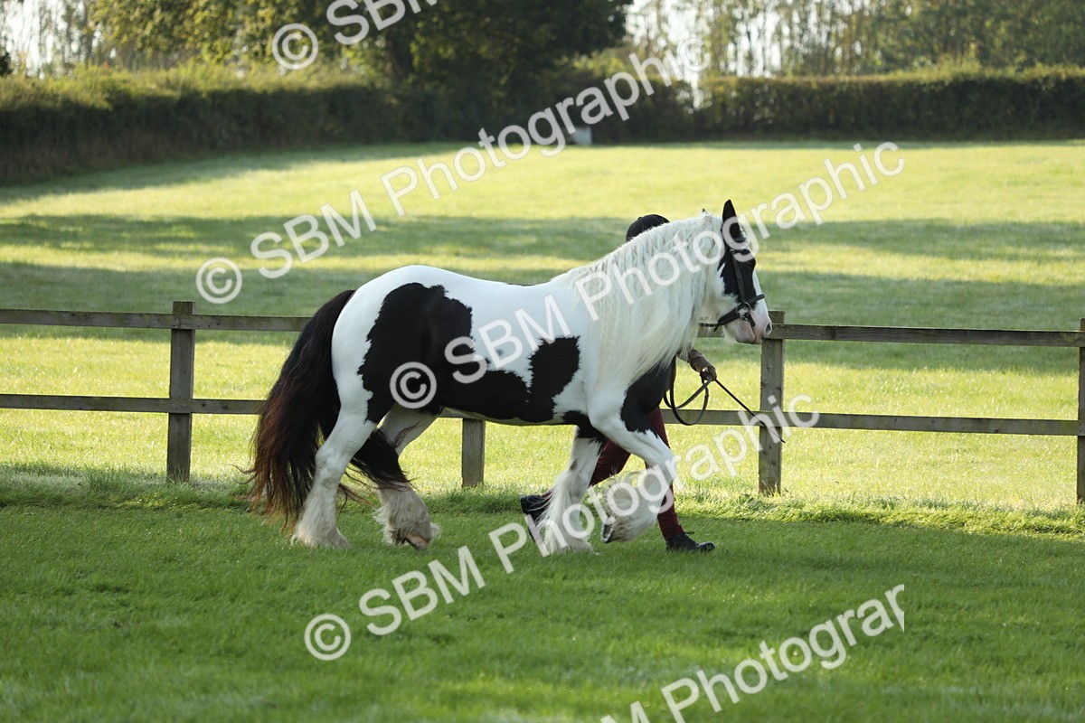 SBM_60821 - S43 - Coloured Pony In Hand