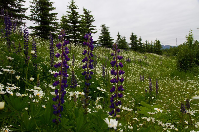Wild Daisy Fields