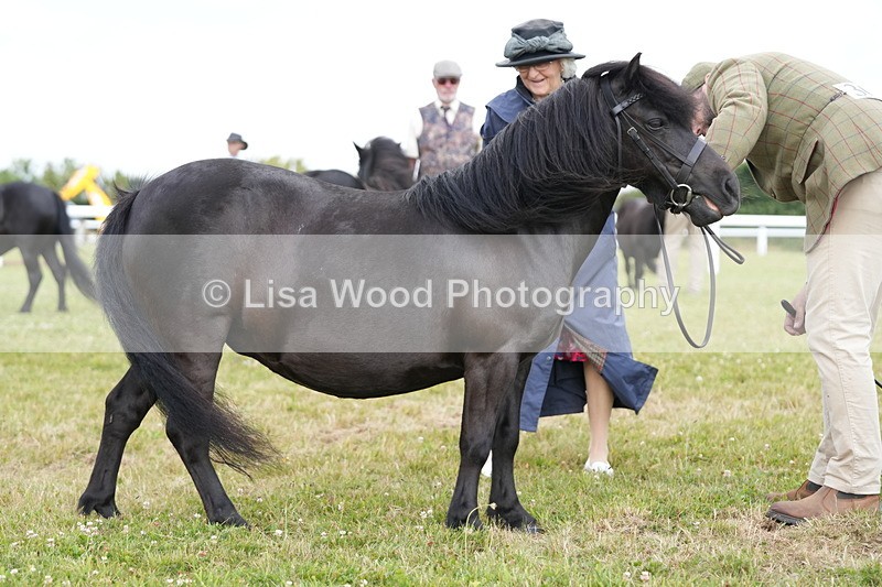 DSC05374 - Class 49: NPS Shetland 4 years and over