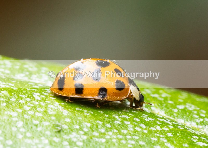 20160706-3K8A5809 - Insects