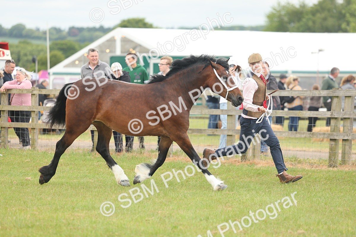 SBM_04974 - Class 50-57 - M&M Welsh Pony In Hand