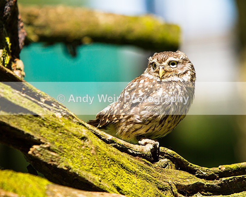 20140705-_MG_6156 - Captive Birds