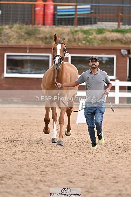 250716-145641-01533 - Trot Up 2.30 to 3.30