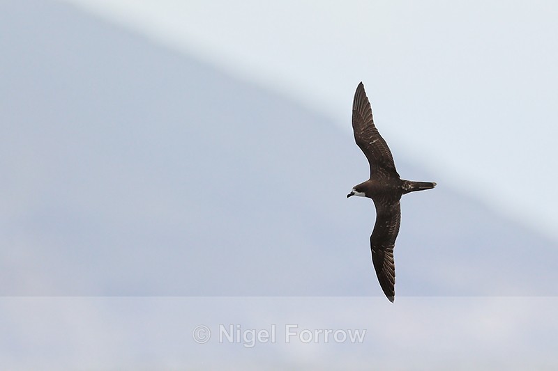 Galapagos Petrel flying at sea, Floreana, Galapagos - Galapagos Petrel