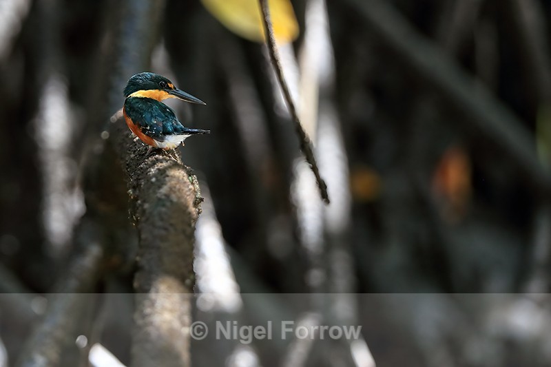 American Pygmy Kingfisher looks back, Sierpe River, Costa Rica - American Pygmy Kingfisher
