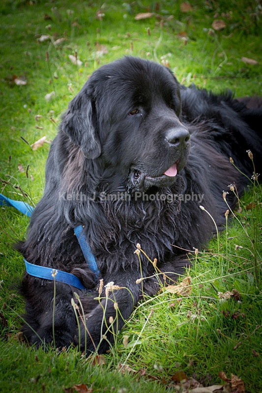 0KJS5035 - Working Dogs