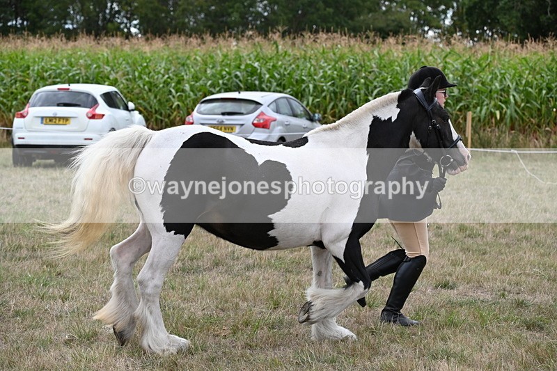 WJ6_5729 - Class 18 In-hand Coloured