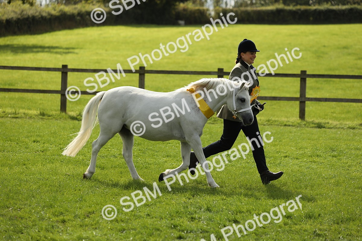SBM_62884 - S46 - Mountain & Moorland In Hand Small Breeds