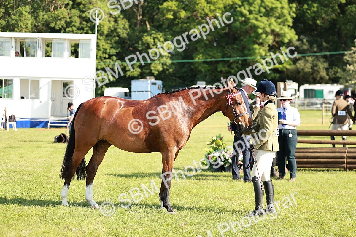 SBM_19303 - Class 115-116 - LIHS BSHA Rising Star Working Hunter & Show Horse
