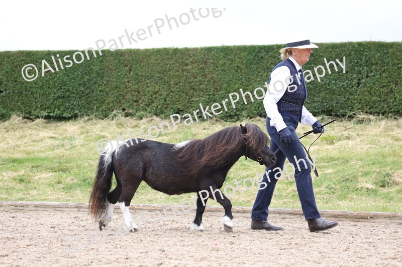 20250524-0411 - Class 5 - Minitures and Sheltands