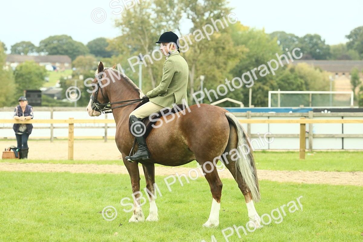 SBM_72105 - S60 - Mountain & Moorland Ridden Large Breeds