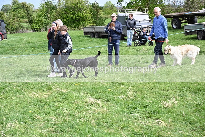 WJ6_8873 - Class 8 Best Working / Gun Dog or Bitch