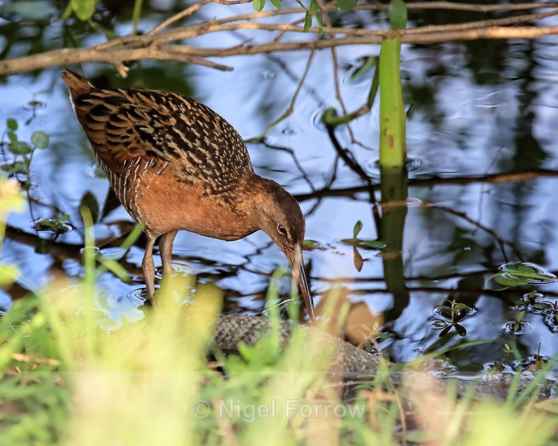 King Rail investigates dead fish, Viera Wetlands, Florida - King Rail