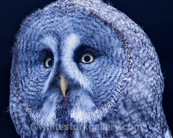 Great Grey Owl - Wildlife and Animals