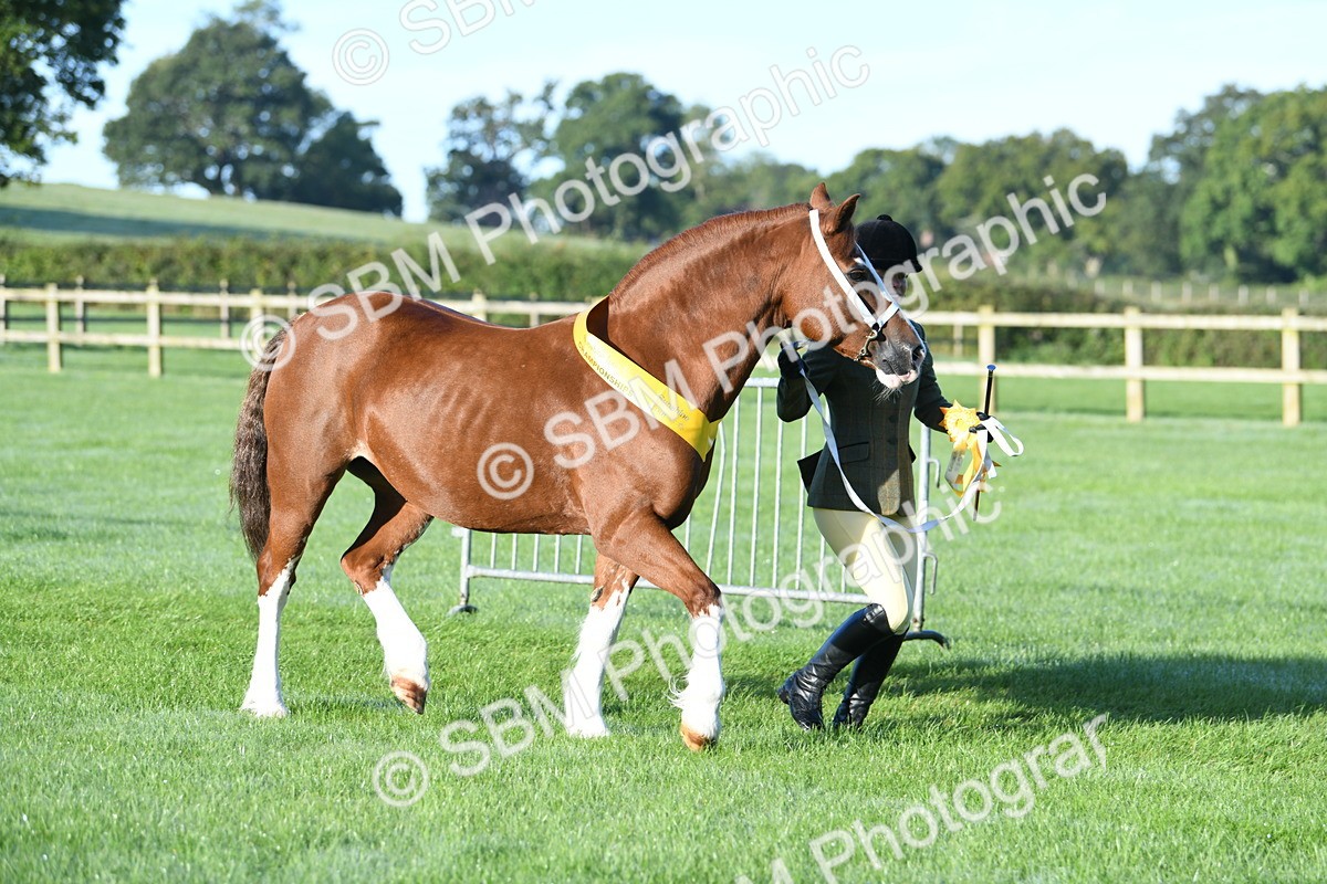SBM_32862 - S15 - Condition & Turnout In Hand