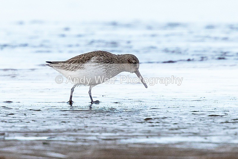 180307-Wirral0047 - Dunlin