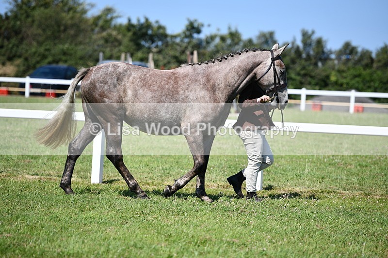 DSC_6712 - Class 57: Hunter/Riding Horse/Hack 1, 2 & 3 yr olds