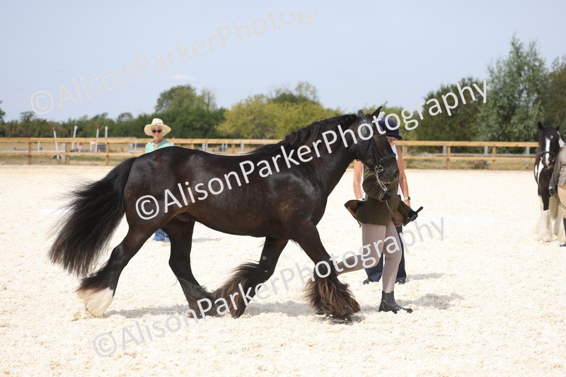 20260802-1524 - Class 16 - Best Horse or Pony