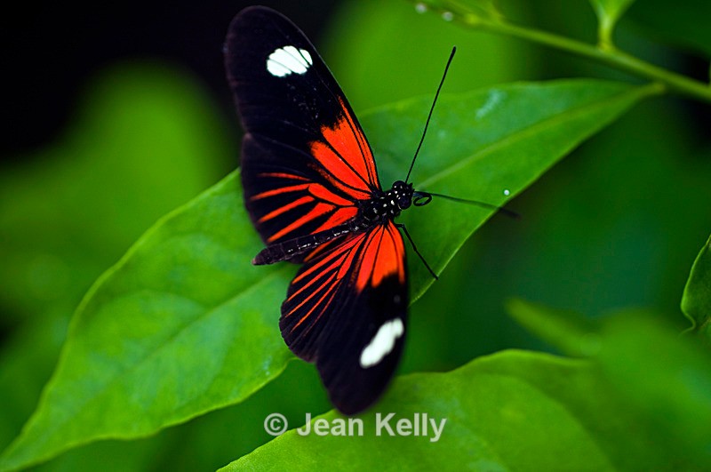 Postman butterfly - 4547 - Insects