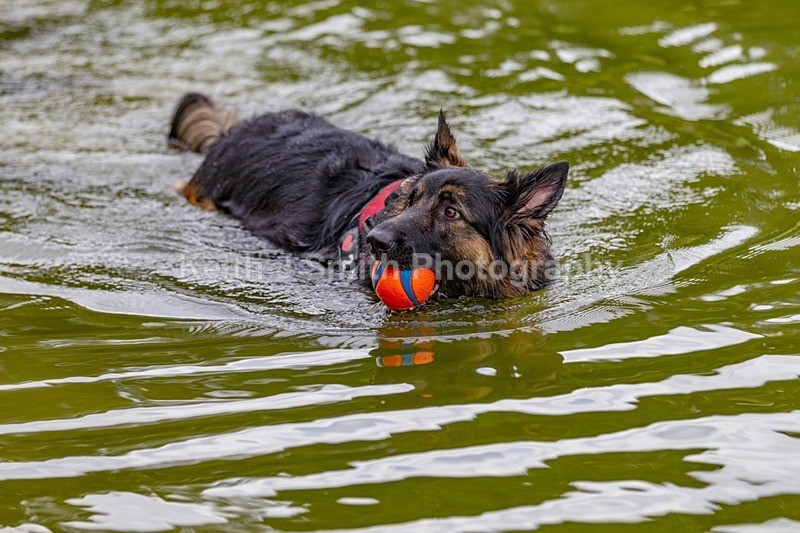 4KJS0058 - Dogs in Abington Park