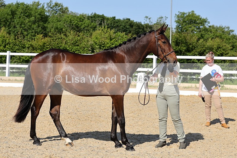 1X9A0793 - Class 4: Youngstock 1, 2, 3 year old to exceed 153cm