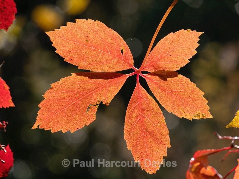 Virginia creeper (Parthenocissus quinquefolia) - Podere Montecucco autumn colour in the garden - Autumn Colours 2020