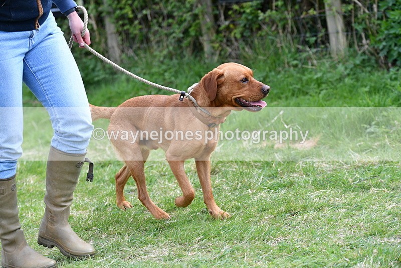 WJ5_9476 - Class 3 Most Handsome Dog