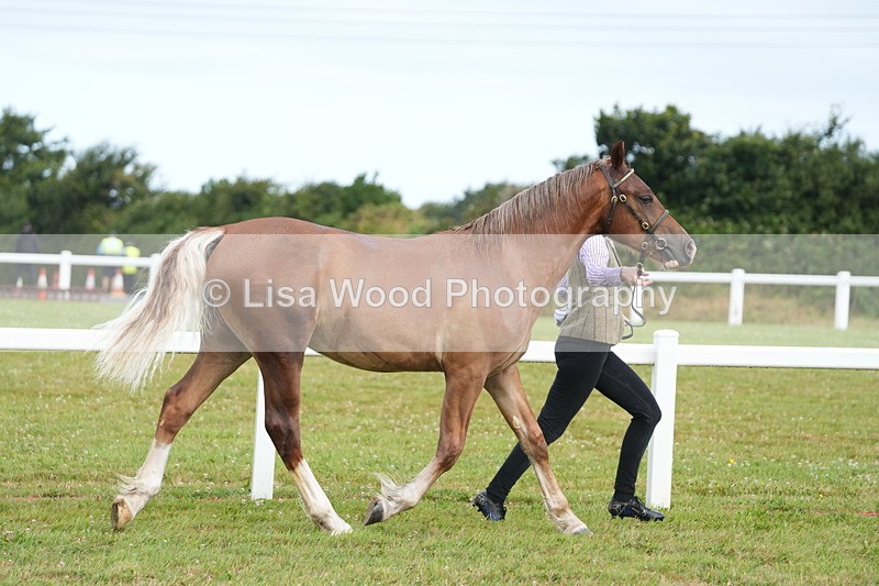 DSC04756 - Class 47: NPS M&M Yearling