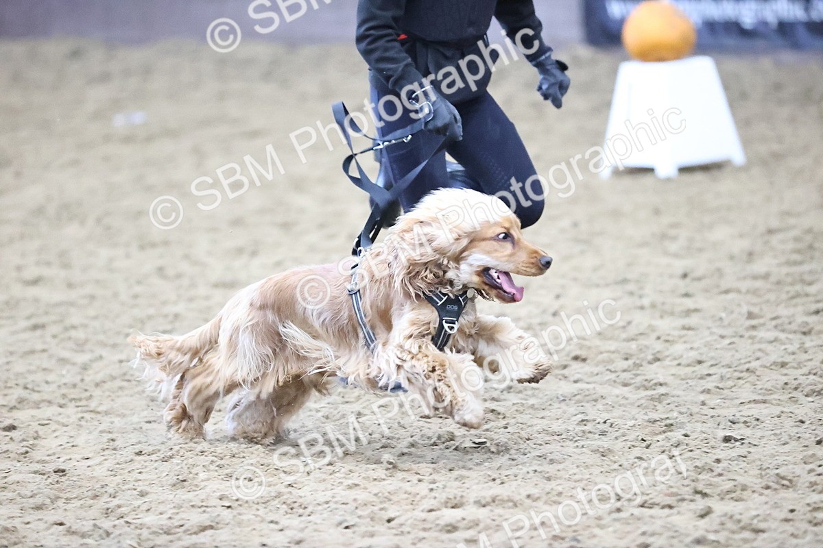 SBM_001420 - Class 3 - Horse & Hound 60cm